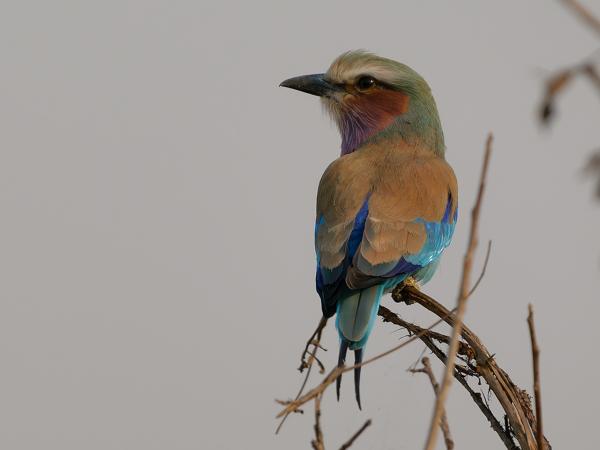 <h3>Coracias caudatus / Lilac‑breasted roller / Vorkstaartscharrelaar</h3>OM-1 Mark II with OLYMPUS M.150-400mm F4.5, 1/2000 sec at F4.5, ISO 250, distance 13.6 m